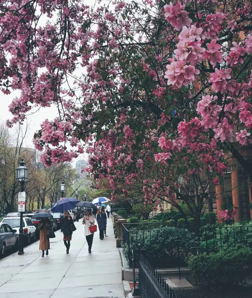 Commonwealth Avenue ,Back Bay, Boston