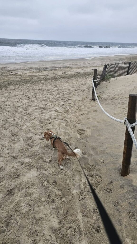 Dewey Beach, Delaware