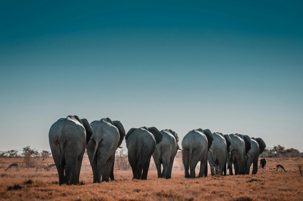 Etosha National Park, Namibia