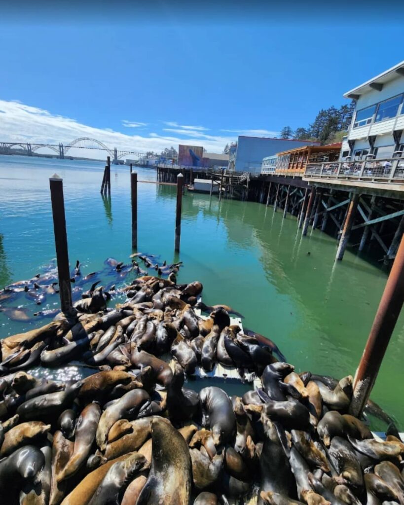 The Newport Sea Lion Docks