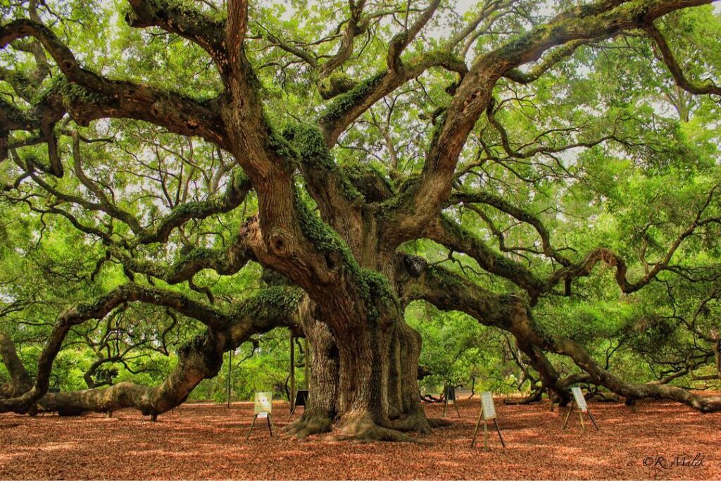 Angel Oak Tree, Johns Island
