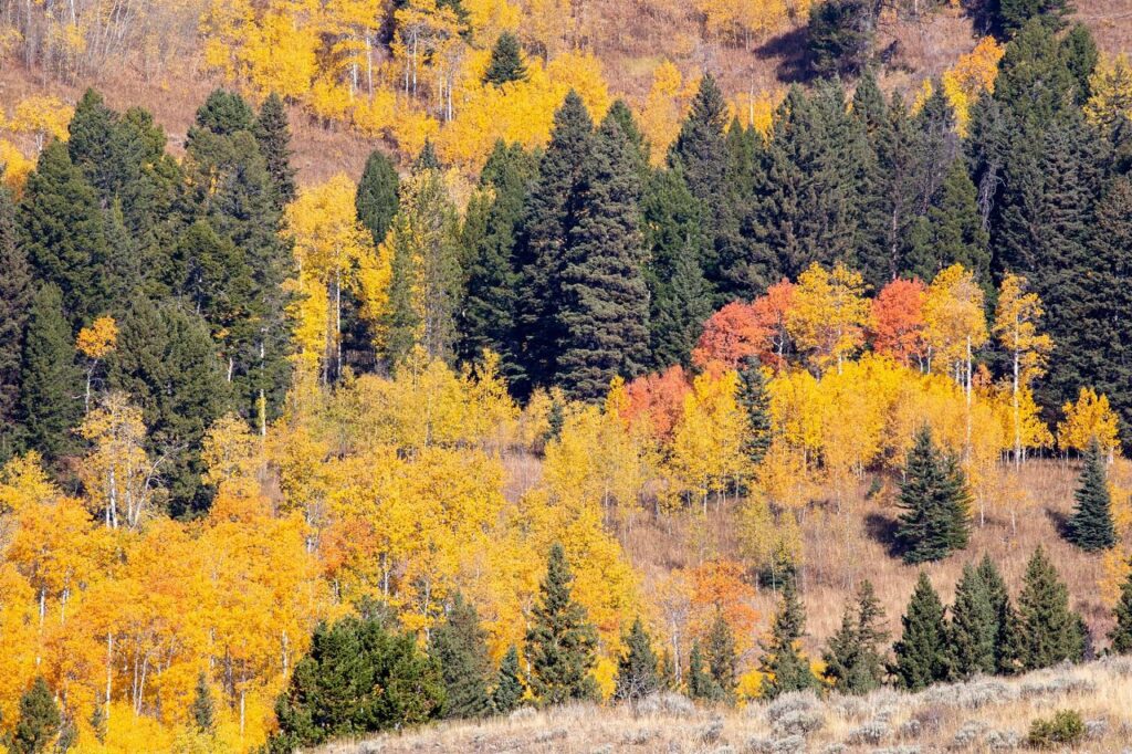 Autumn in Yellowstone