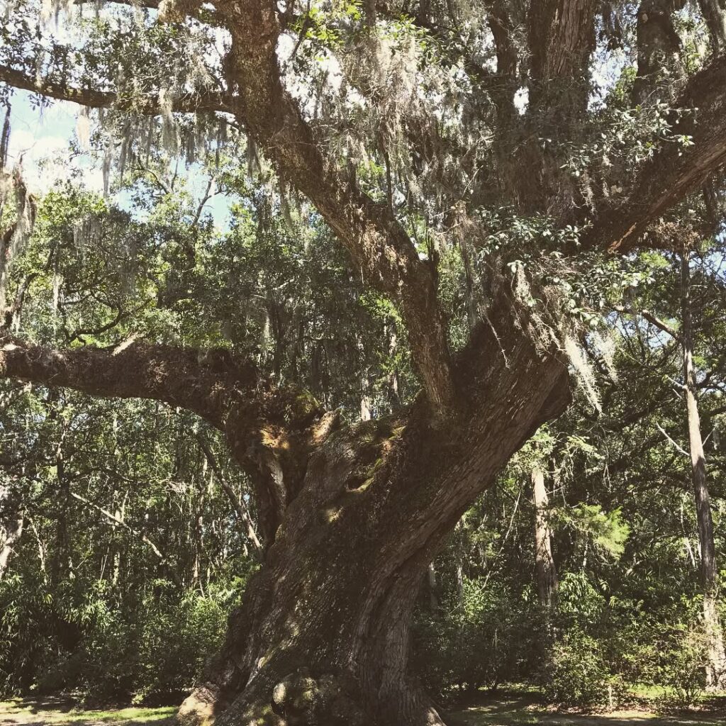 Avery Island
