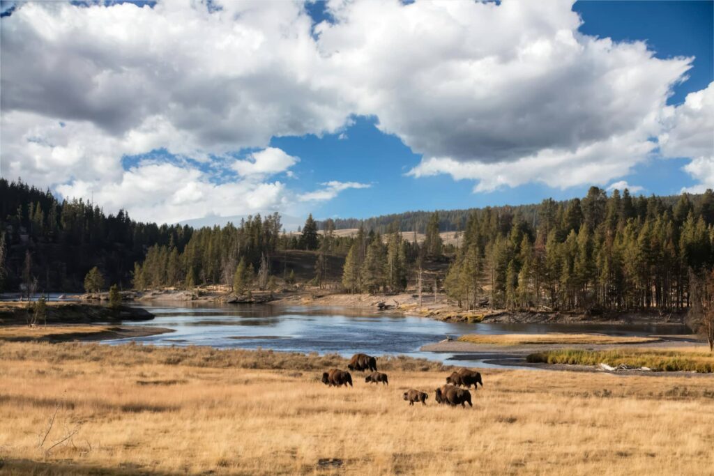 Best Times to Visit for Wildlife