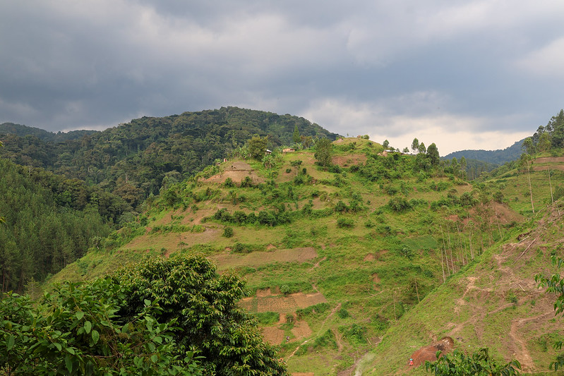 Bwindi Impenetrable Forest, Uganda