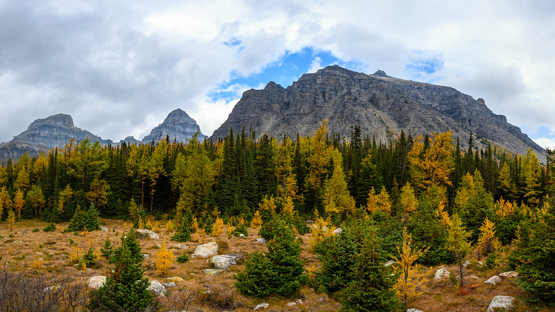 Canada Bears and Untouched Wilderness