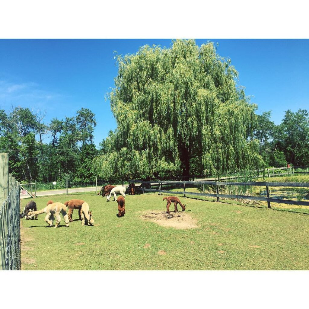 Crystal Lake Alpaca Farm