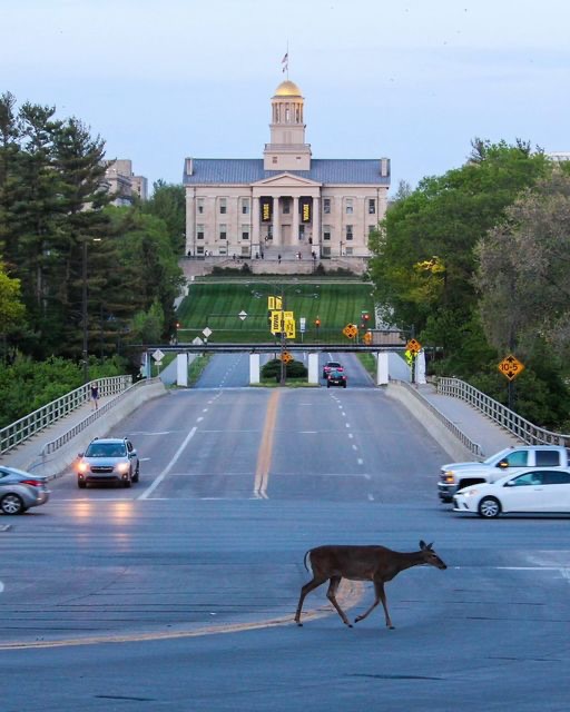 Deer Crossings
