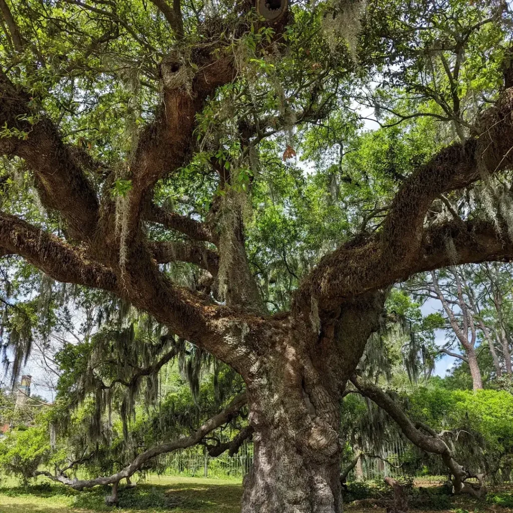 Dueling Oaks at City Park