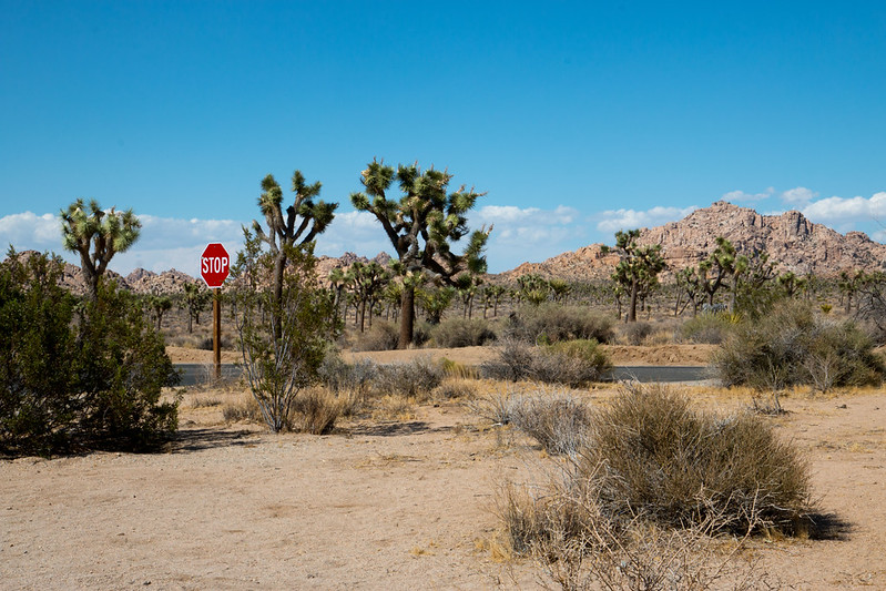 Joshua Tree National Park: Desert Trees, Rock Formations, and Stargazing