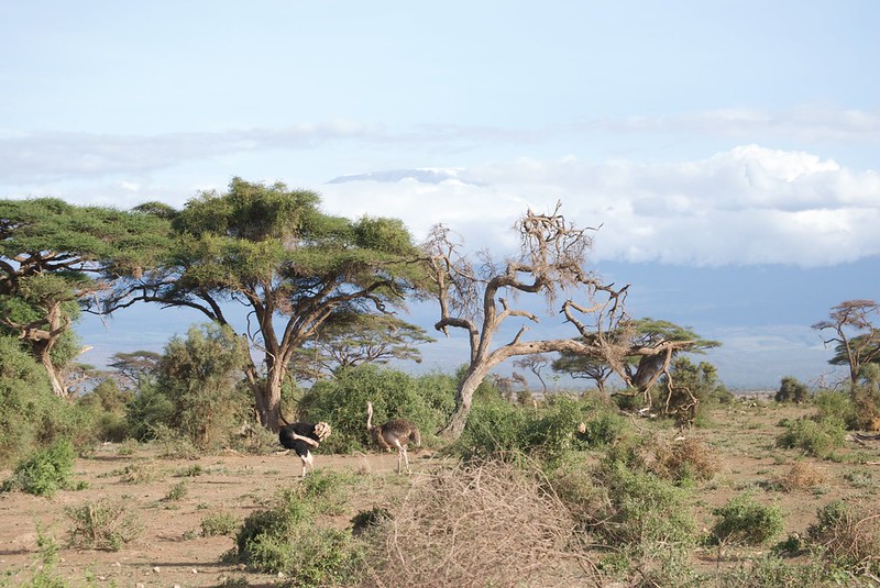 Kenya Classic African Safari Adventure