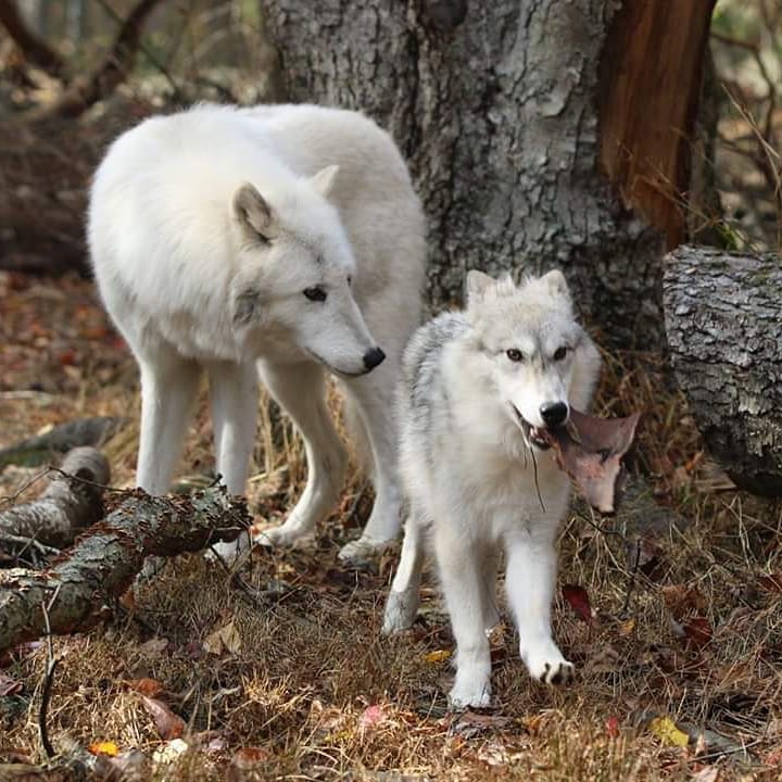 Lakota Wolf Preserve