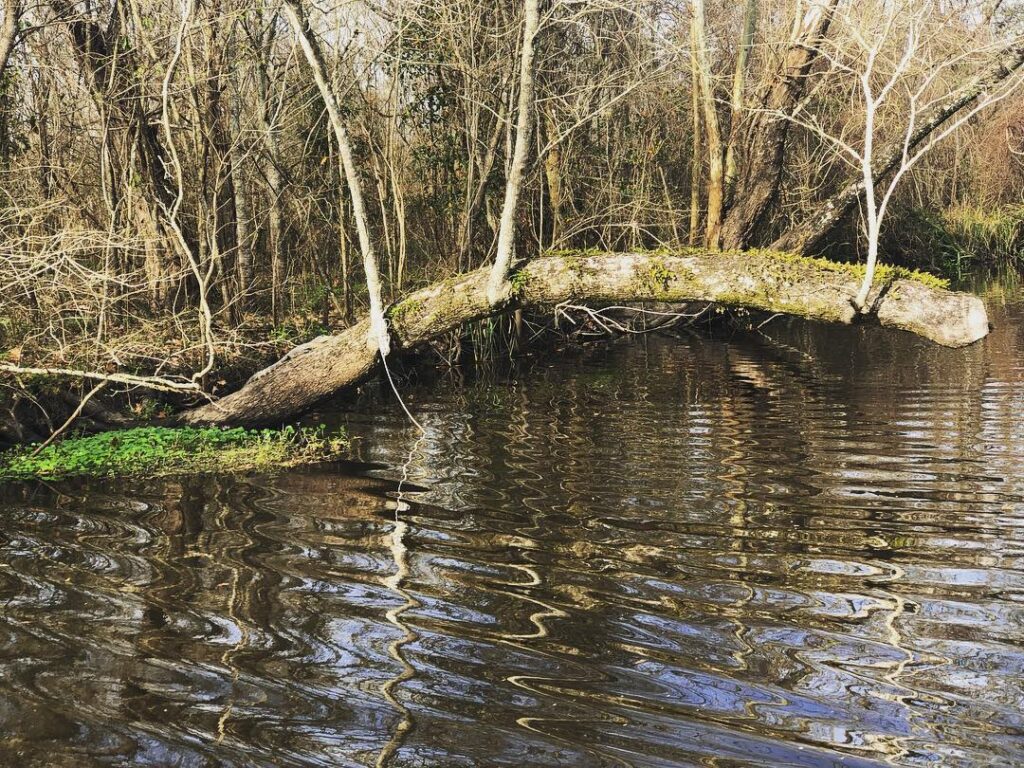 Manchac Swamp, New Orleans