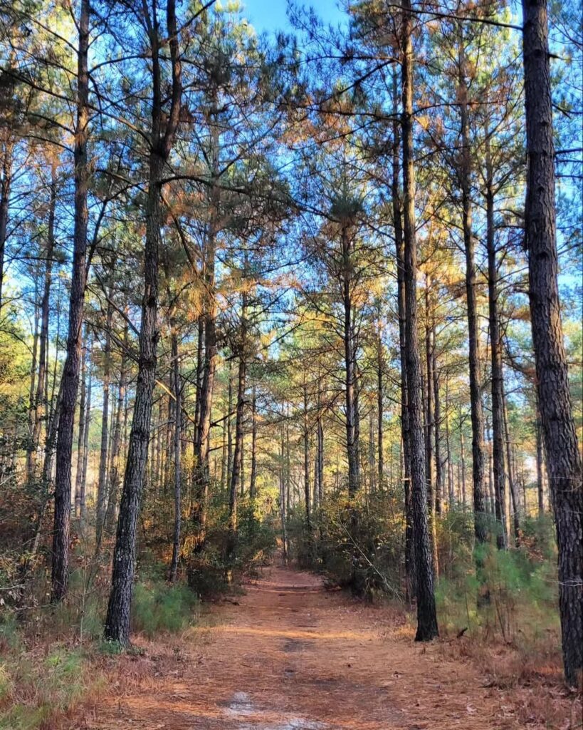 Redden State Forest