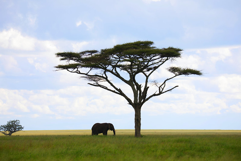 Serengeti, Tanzania