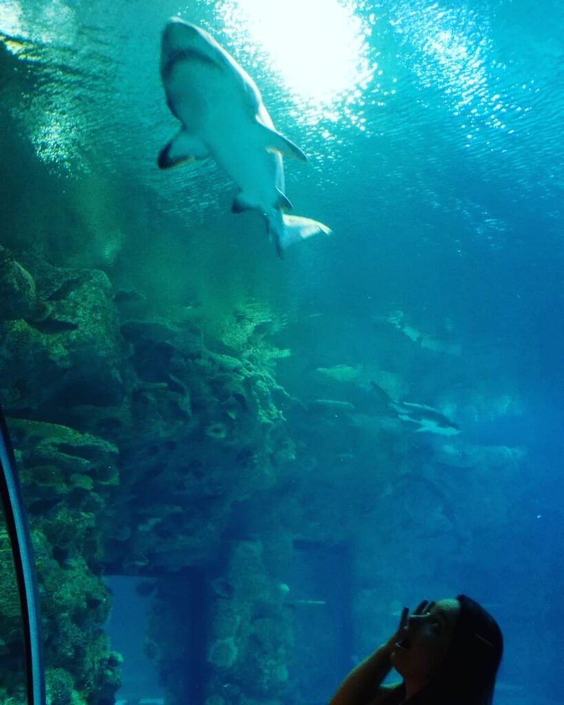 Shark Reef Aquarium at Mandalay Bay: Walk Through an Underwater Escape