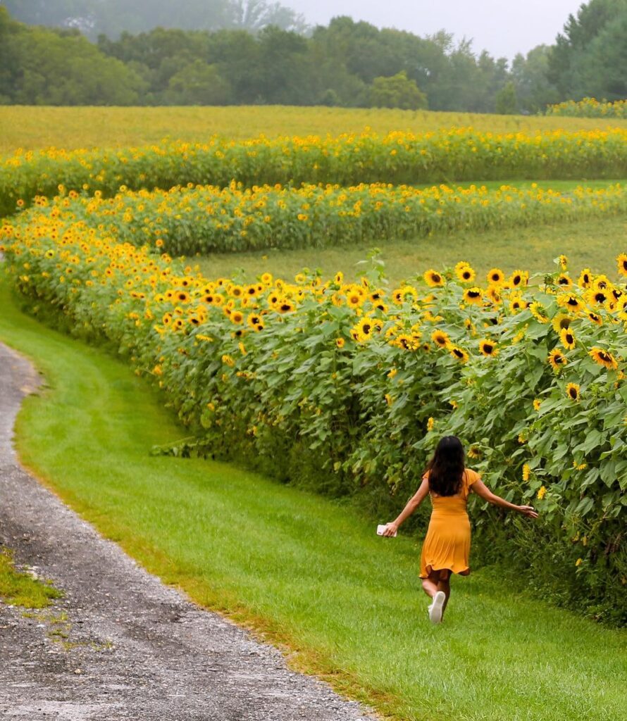 The Sunflower Garden