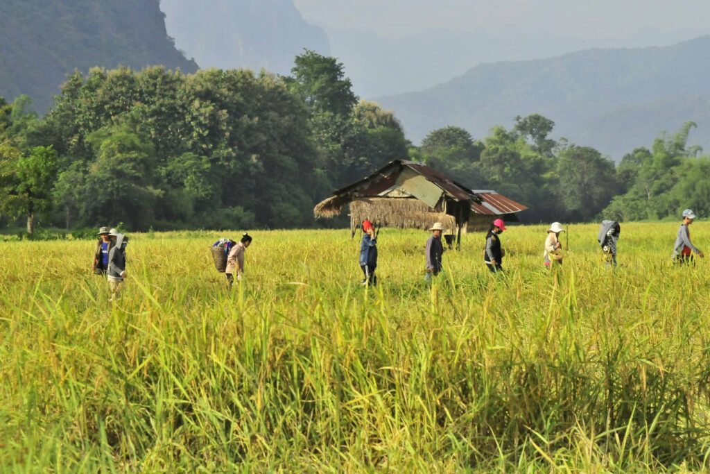 Volunteer on Rice Farms in Laos