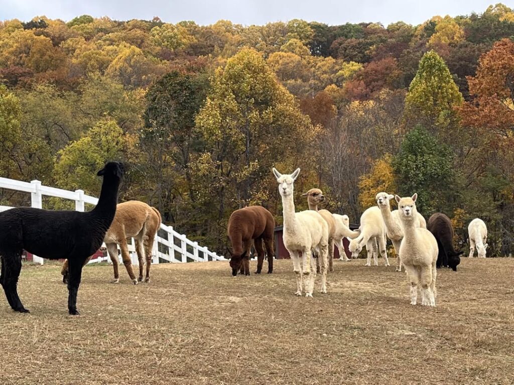 Winchester Creek Farm