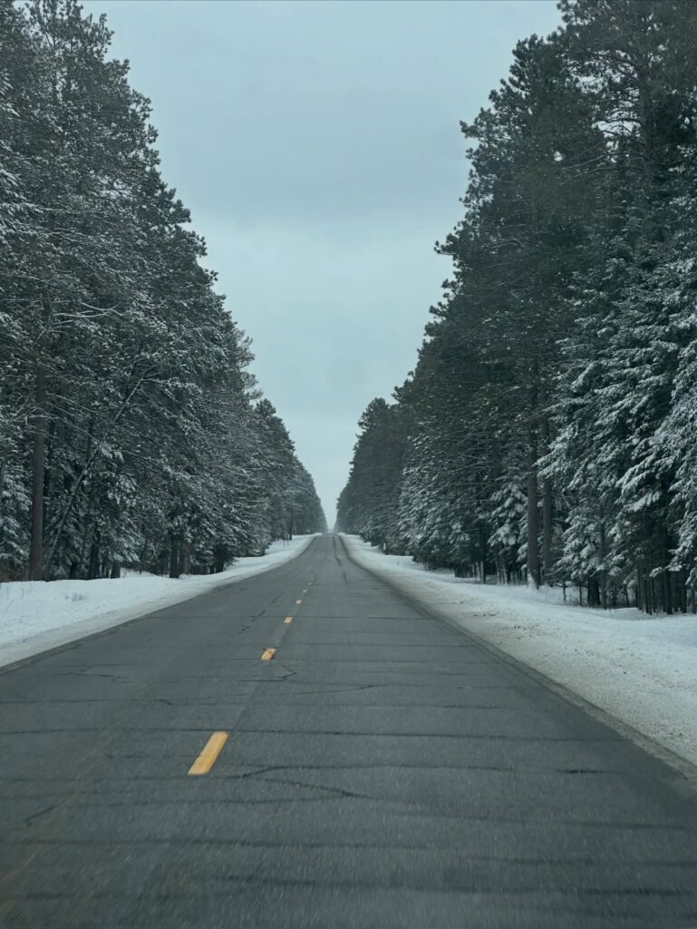 Avenue of Pines Scenic Byway
