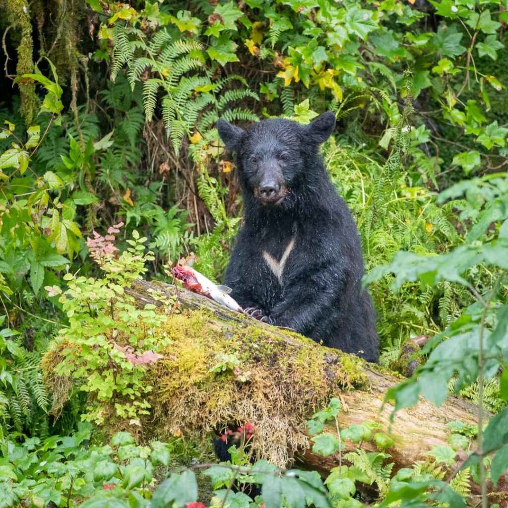 Anan Wildlife Observatory