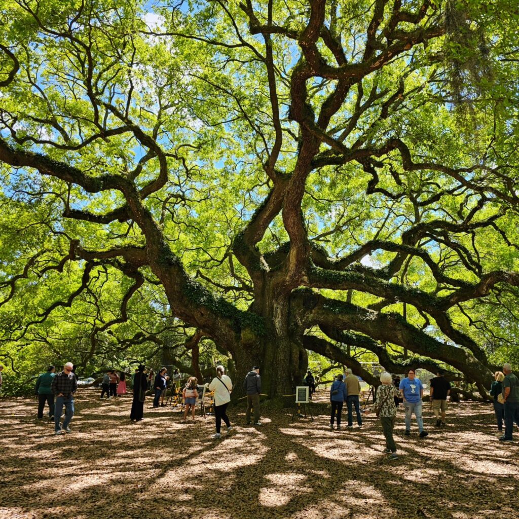 Angel Oak Tree, Johns Island