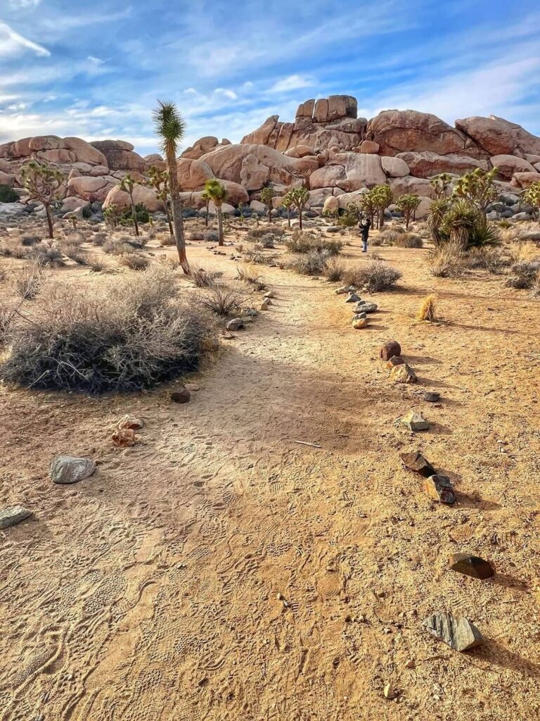 Arizona Joshua Tree Forest
