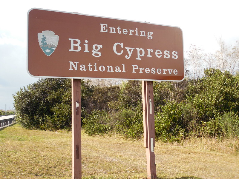 Big Cypress National Preserve: Cypress Trees, Gators, and Slow Scenic Roads