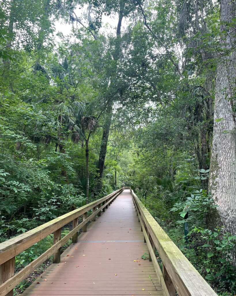 Big Tree Park: See Centuries of Natural History Near Orlando