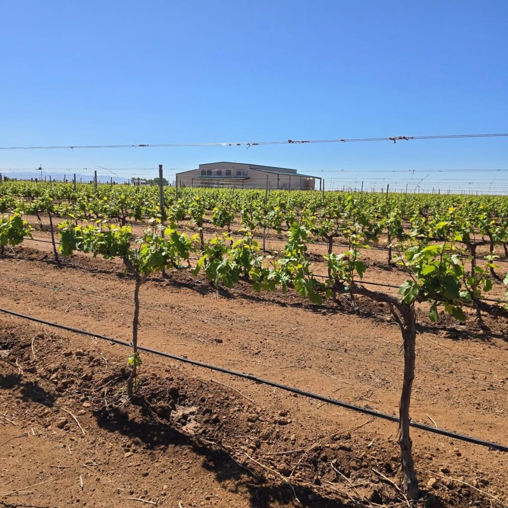 Carlson Creek Vineyard, Willcox