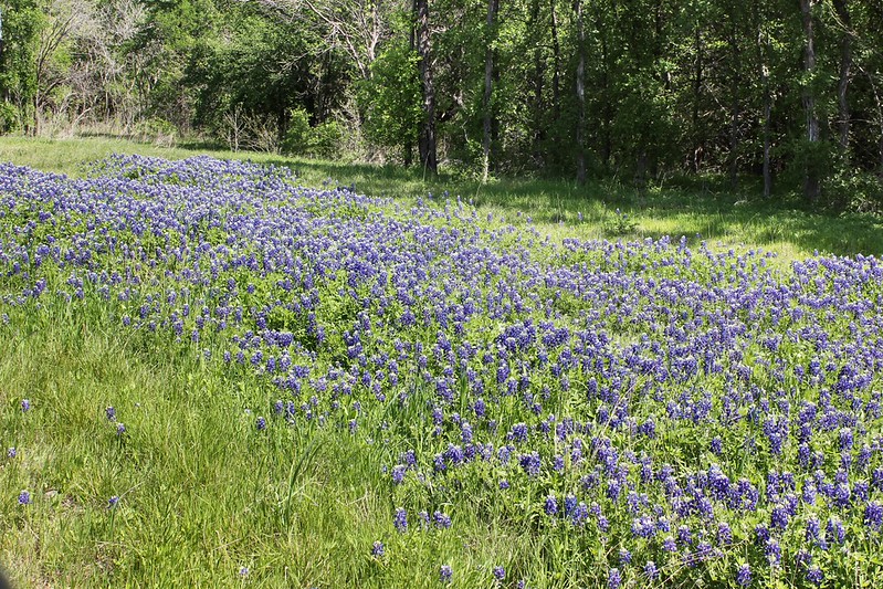 Cedar Hill State Park Trails, Camping, and Time Beside the Lake