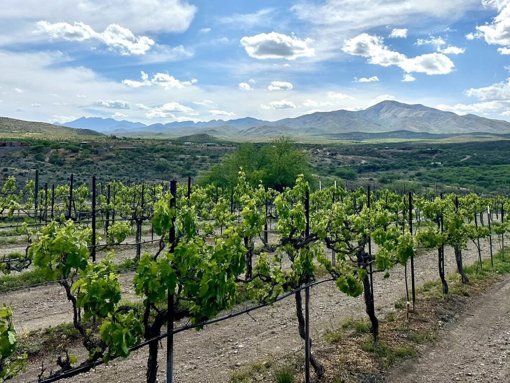 Charron Vineyards, Vail