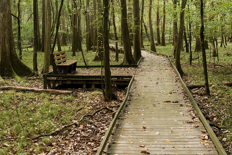 Congaree National Park Giant Trees, Boardwalk Trails, and Wild River Views