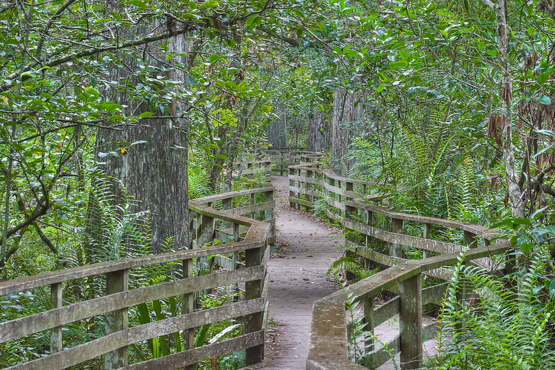 Day 3: Corkscrew Swamp Sanctuary, Lowdermilk Park, and Waterfront Dining