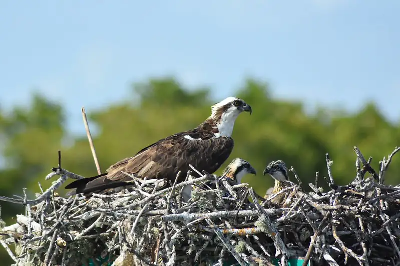 Day One: Shark Valley, Big Cypress, and Wildlife Stops Near The Everglades