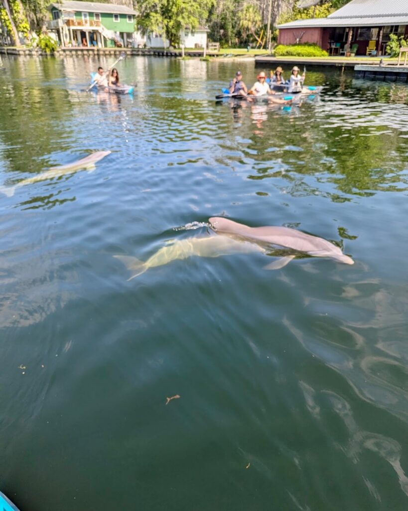 Dolphins Watch for Them in the Wild