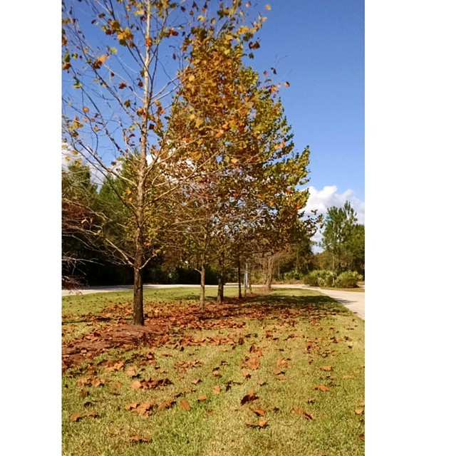 Dr. P. Phillips Community Park: A Family-Friendly Break Near Orlando