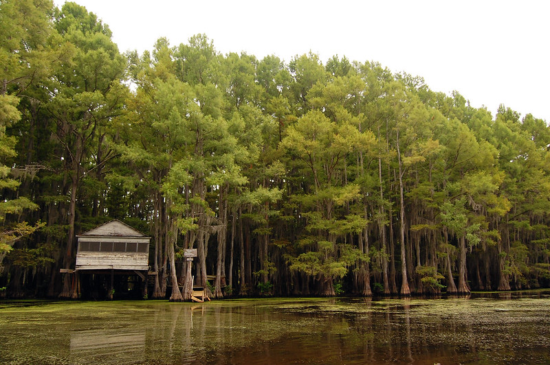 East Texas Road Trip to Caddo Lake
