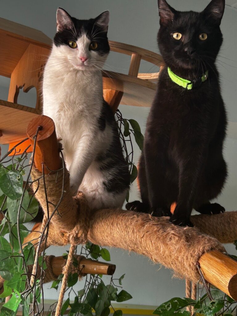 El Gato Coffeehouse: Cat Cafe Relax With Adoptable Cats