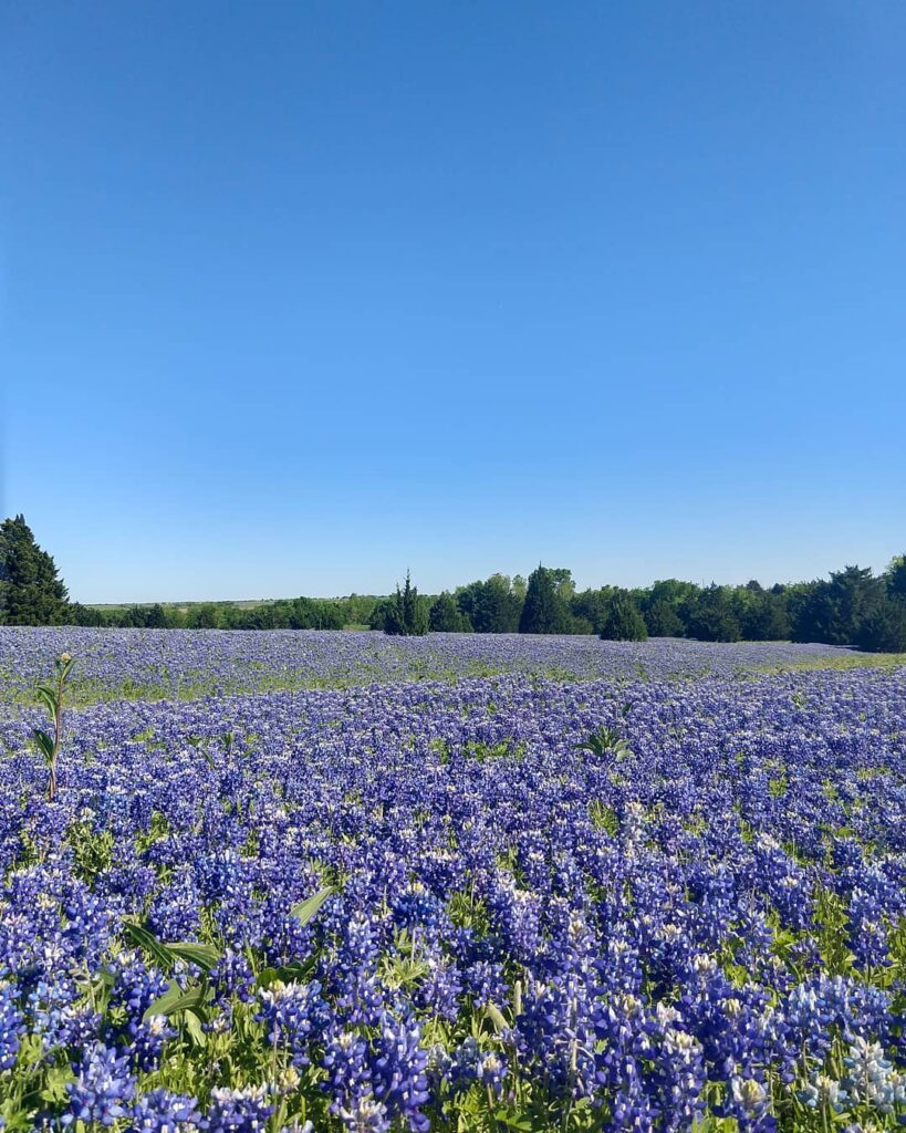 Ennis Bluebonnet Trails