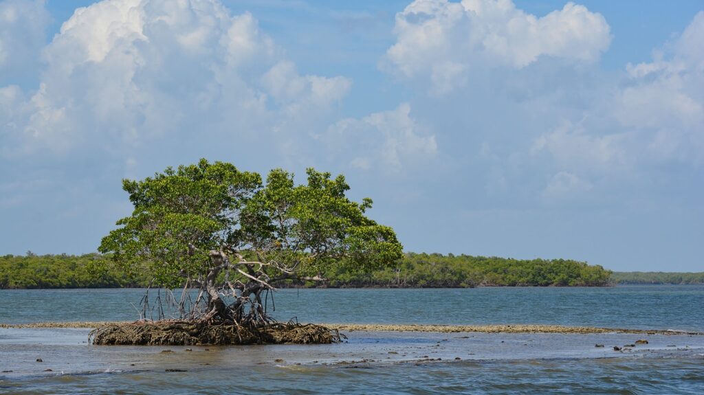 Explore the Ten Thousand Islands: Shelling, Boating, Fishing, and Wild Gulf Scenery