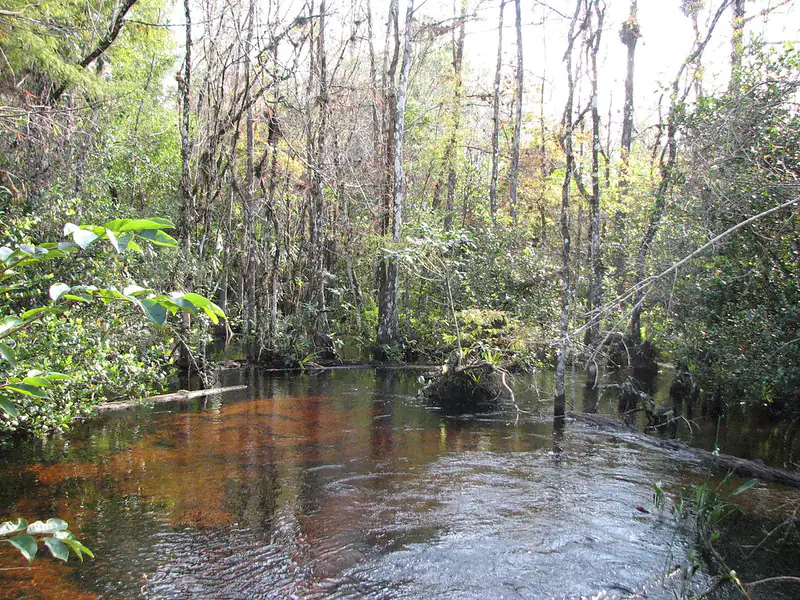 Fakahatchee Strand State Park: A Quiet Boardwalk Through Swamp Forest