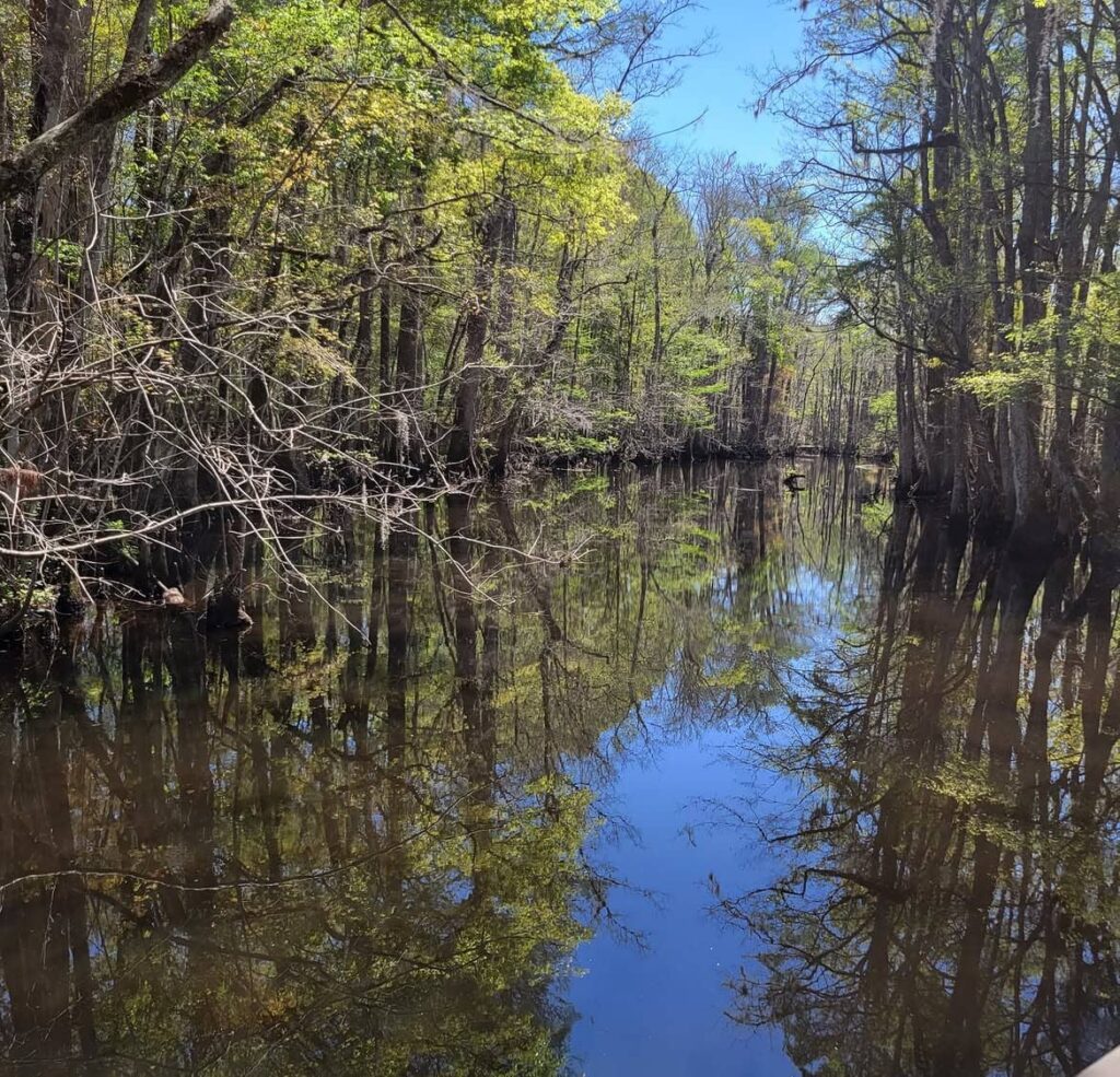 Francis Beidler Forest
