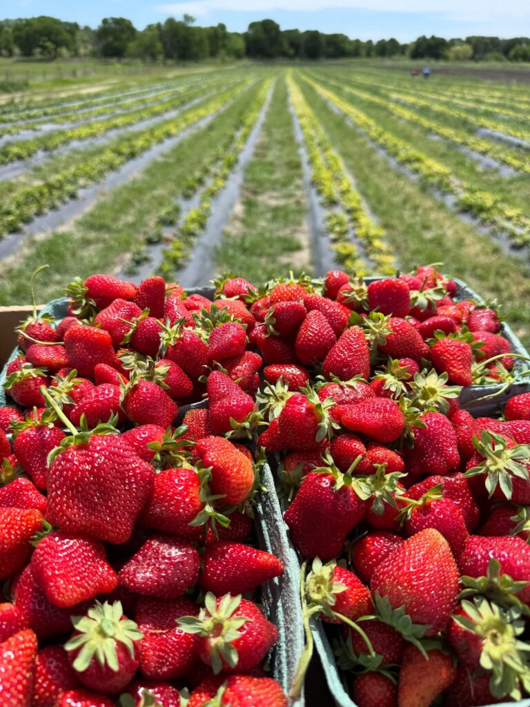 Froberg’s Farm: Pick Fresh Produce With the Family