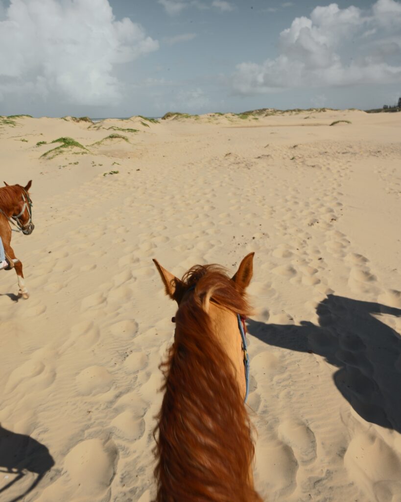 Horses on the Beach Ride Along the Corpus Christi Shoreline