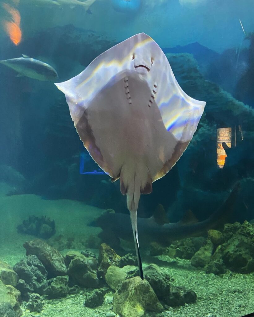 Jenkinson’s Aquarium