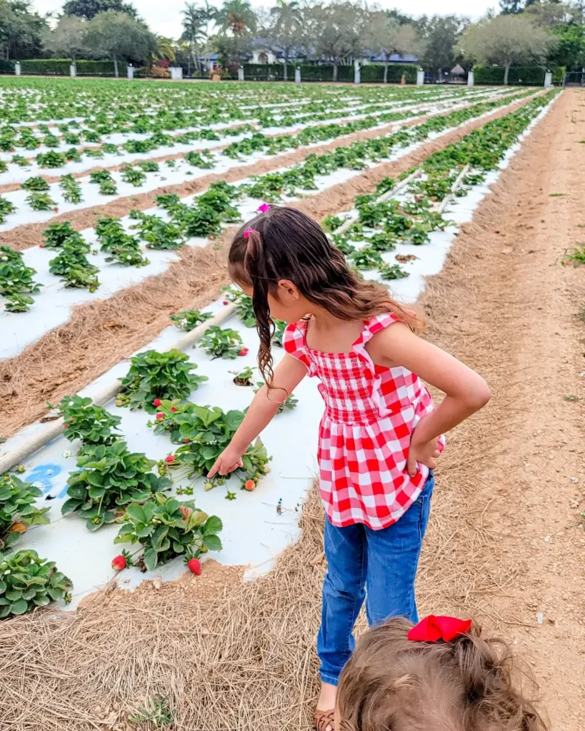 Knaus Berry Farm, Homestead