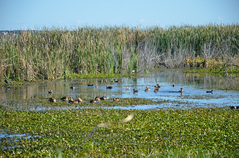 Lake Apopka Wildlife Drive: See Florida Wildlife From Your Car