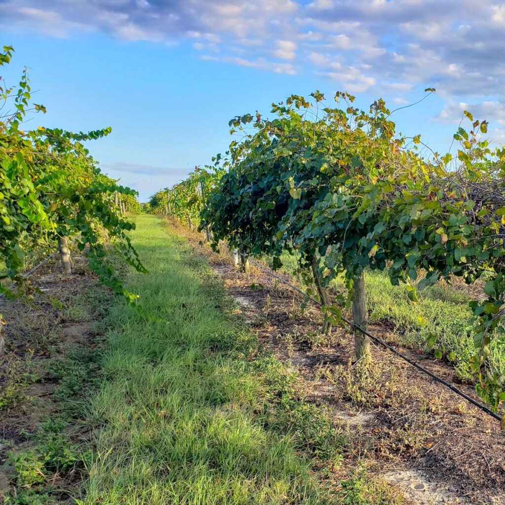 Lakeridge Winery Tours Explore a Florida Vineyard Near Orlando