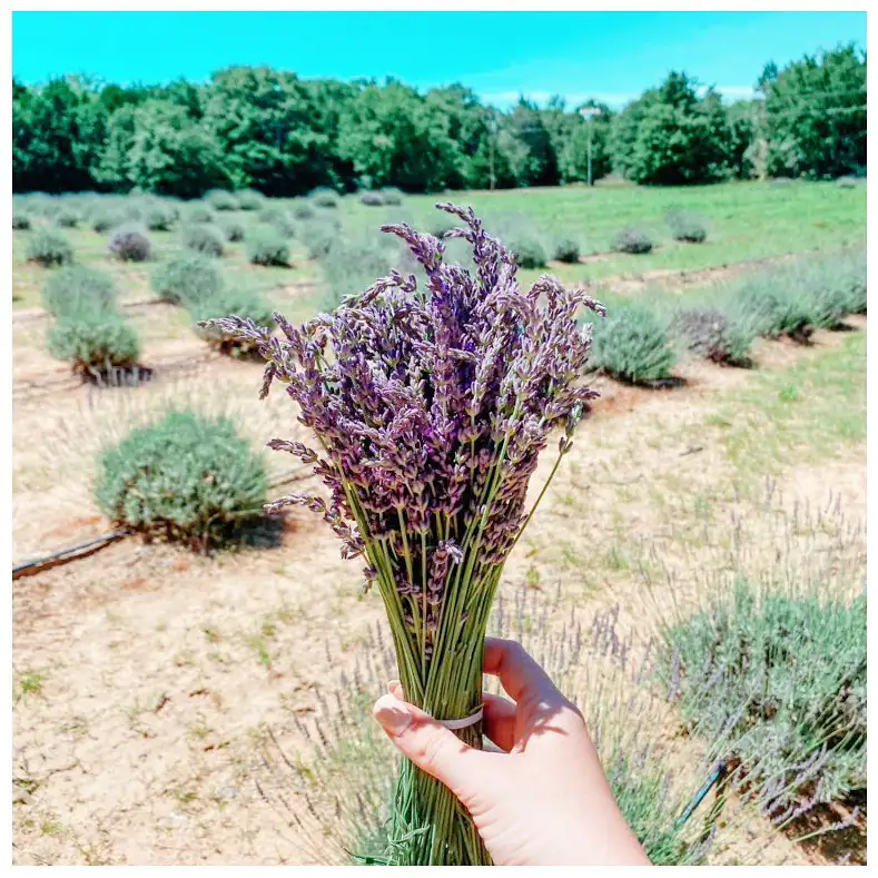 Lavender Ridge Farms, Gainesville